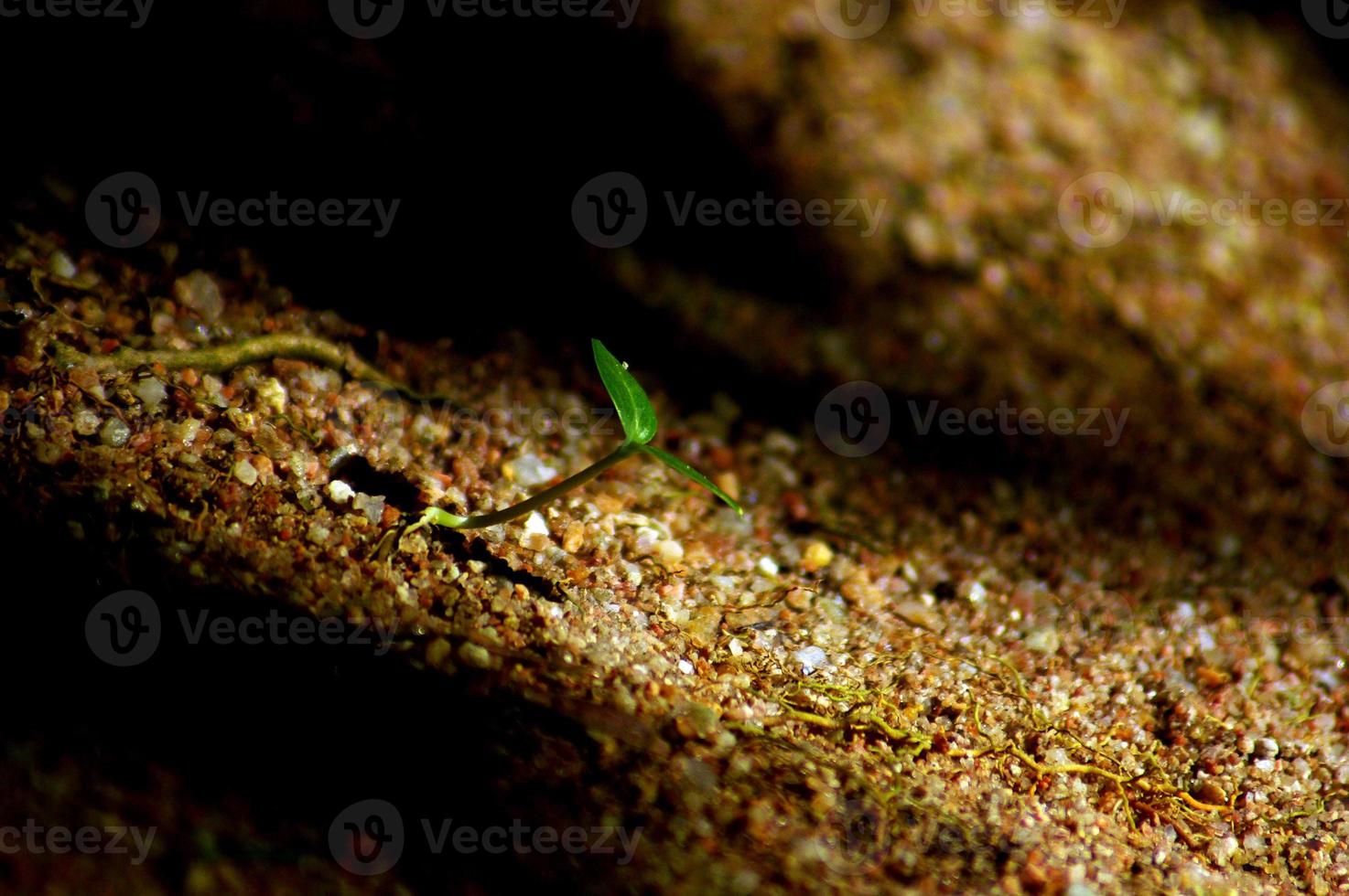 Baby Leaf seeding on sand photo