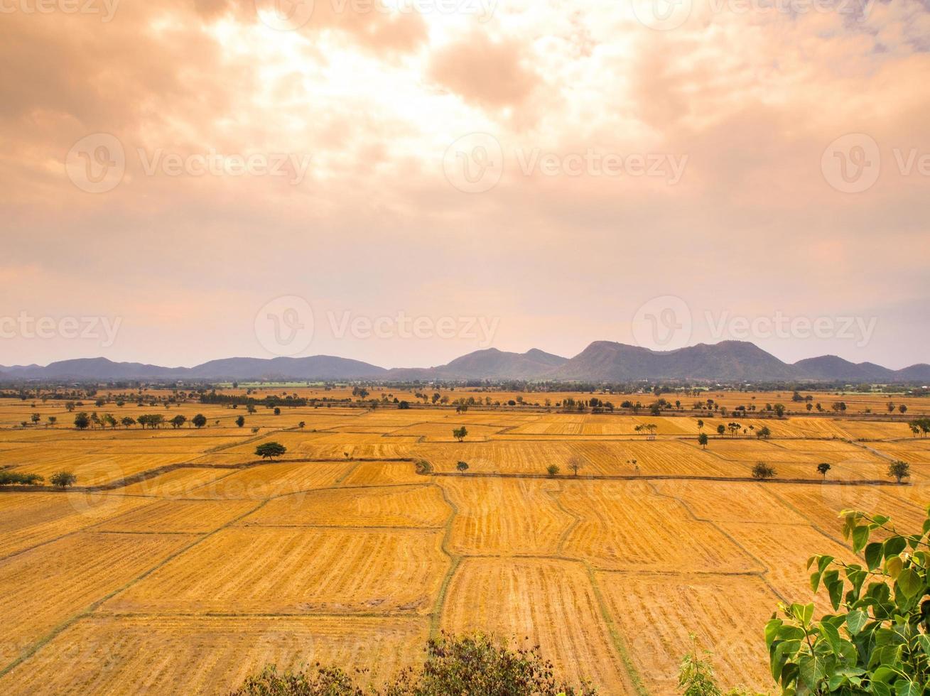 Red sky and wide grassland livestock photo
