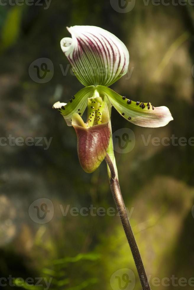 paphiopedilum callosum en el bosque foto