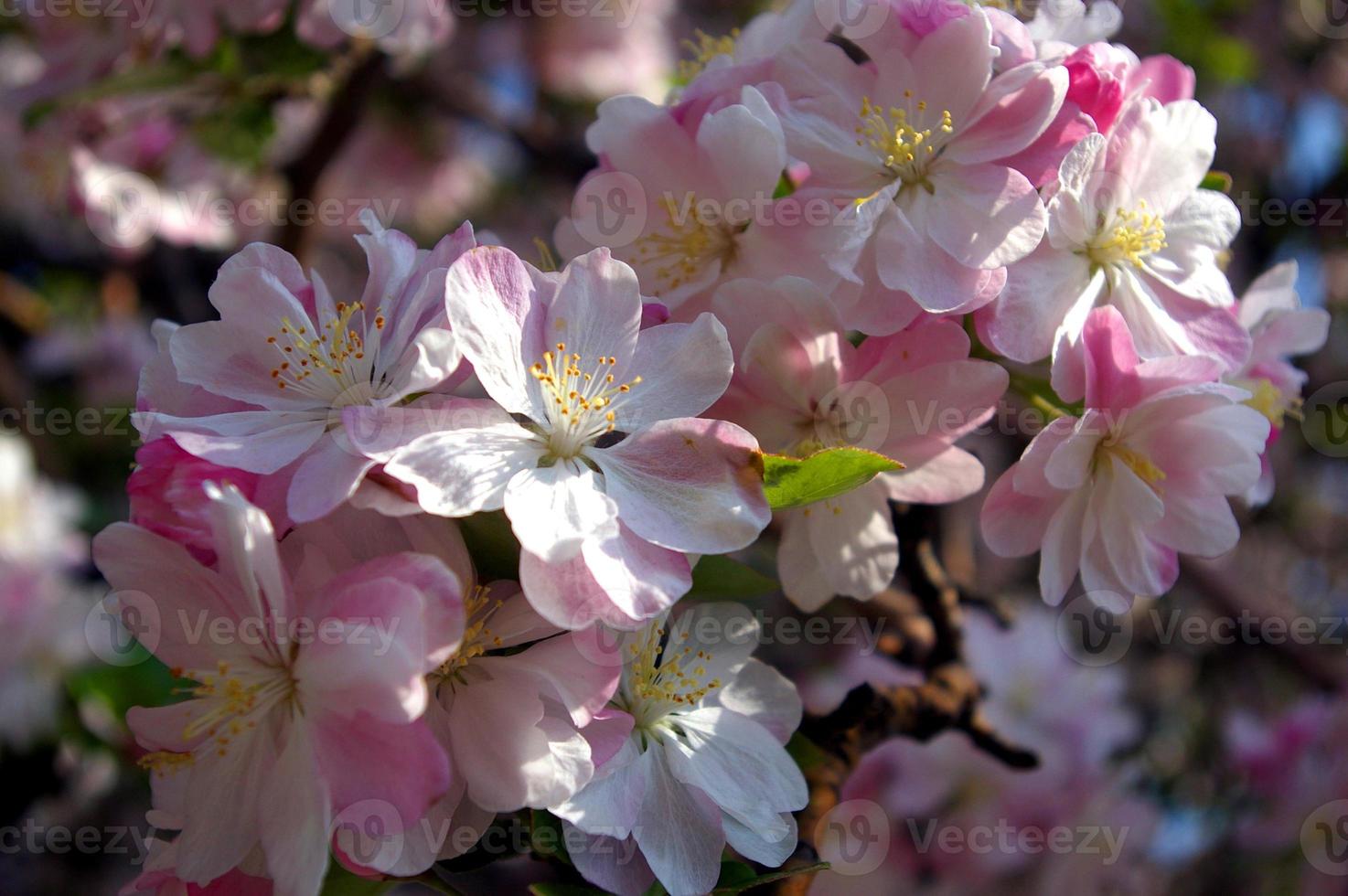 Full bloom sakura in China photo