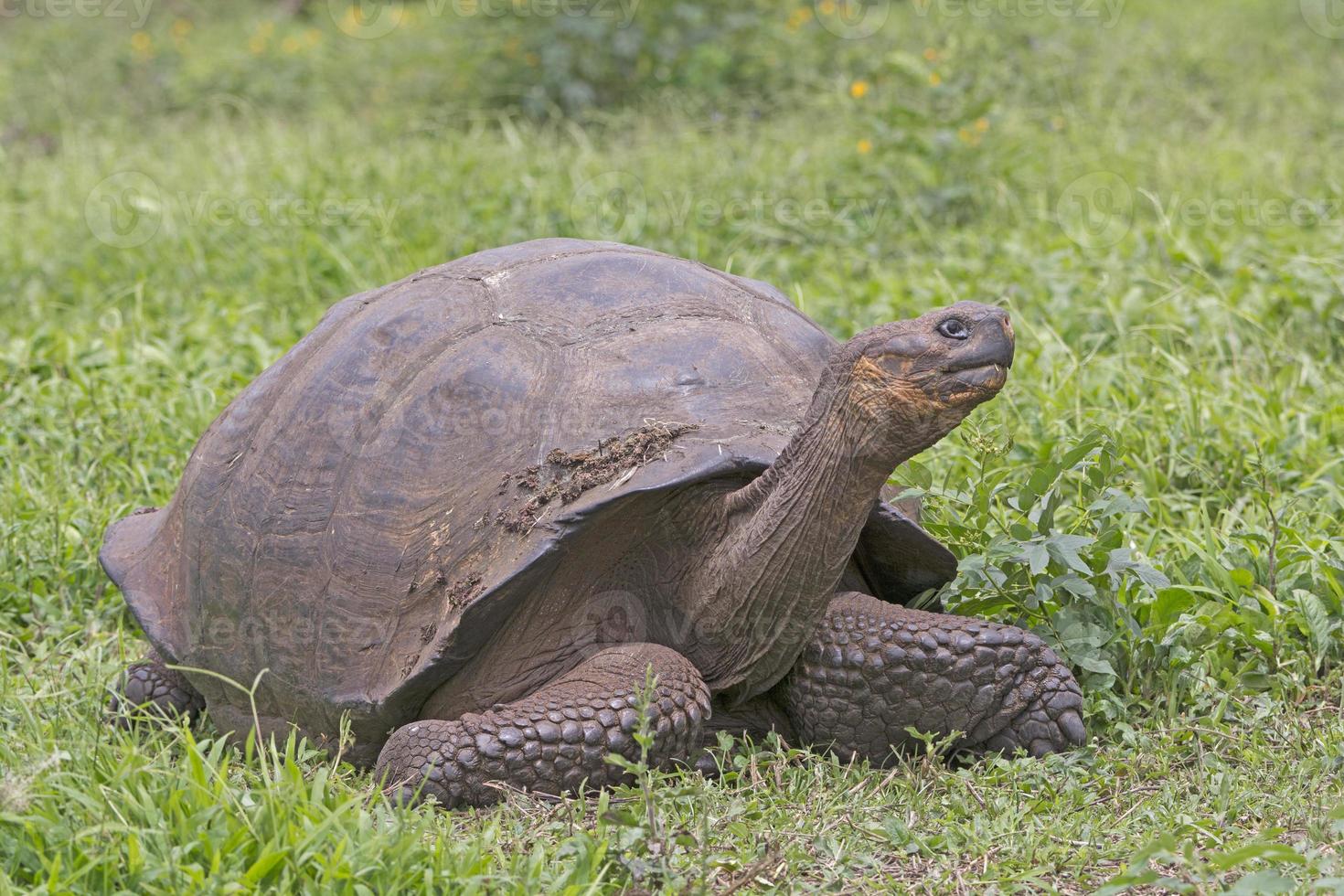 Galapagos Giant Tortoise in a Field photo