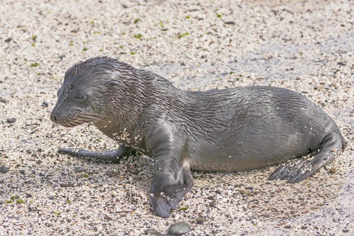 Bebé león marino de Galápagos en la playa foto