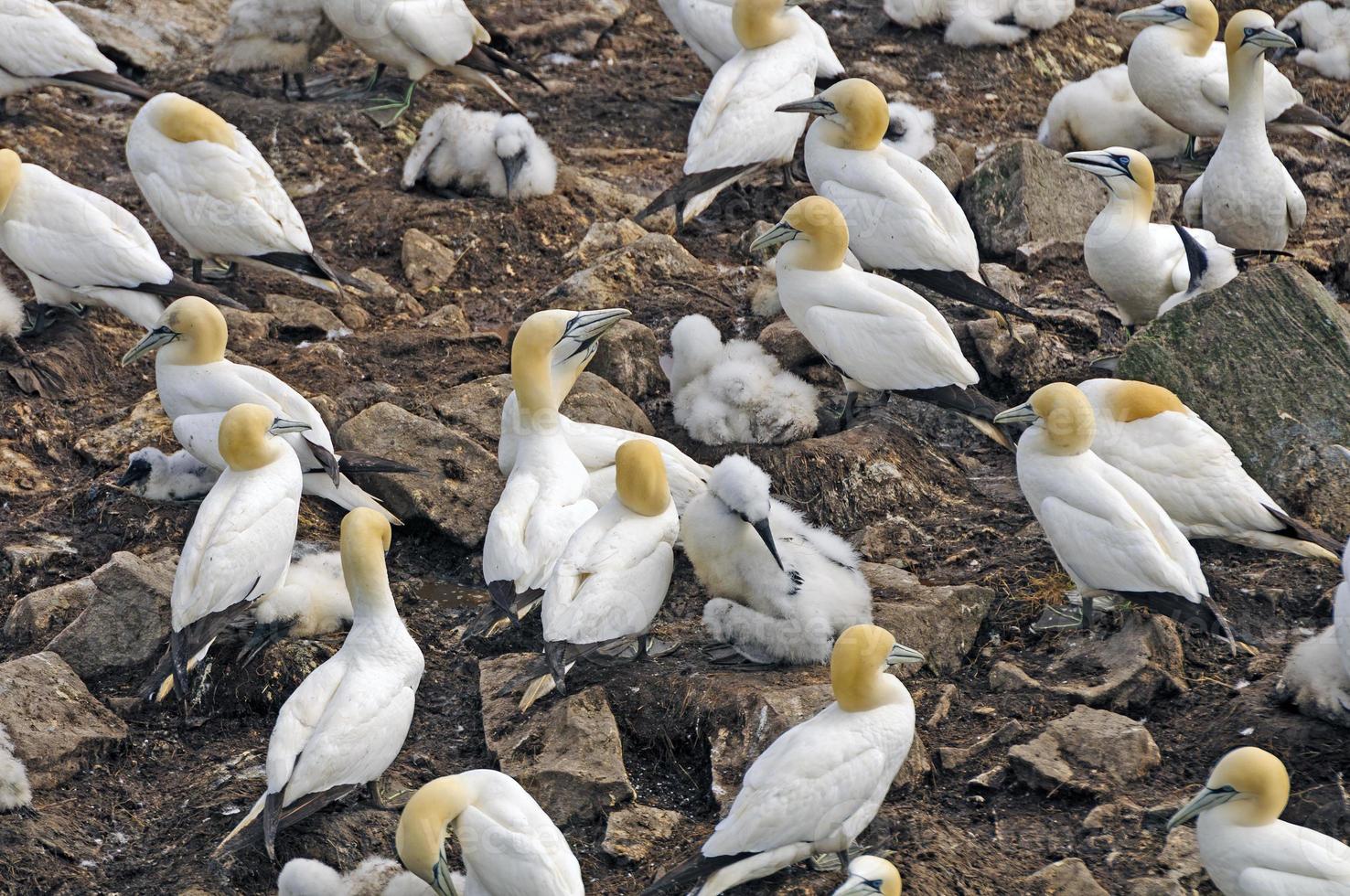 Nesting Colony of Northern Gannets photo