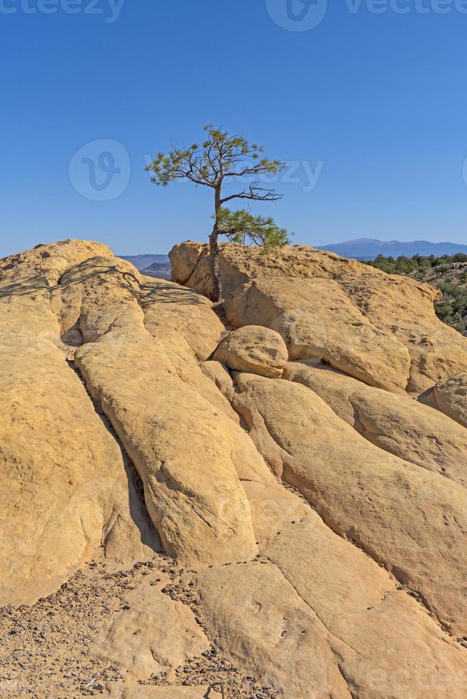 árbol solitario en un acantilado del desierto foto