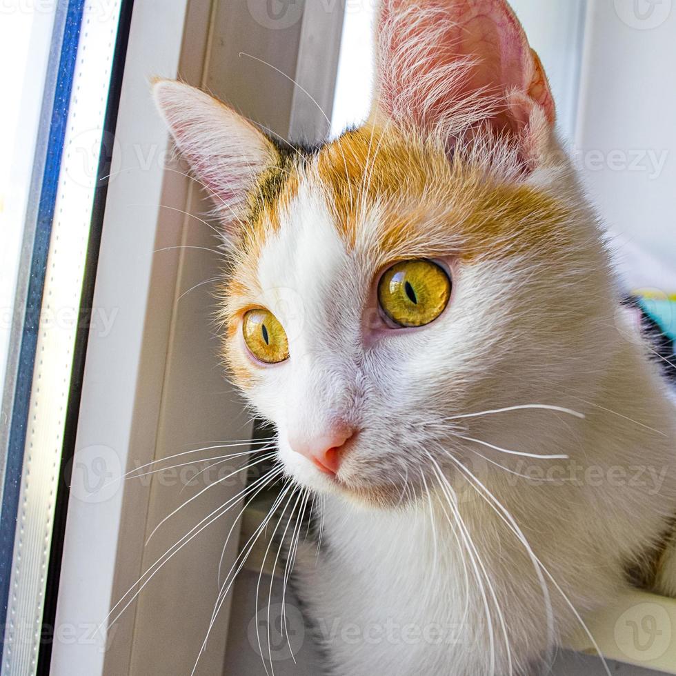 el gato mira a la calle con curiosidad. gato tricolor. foto