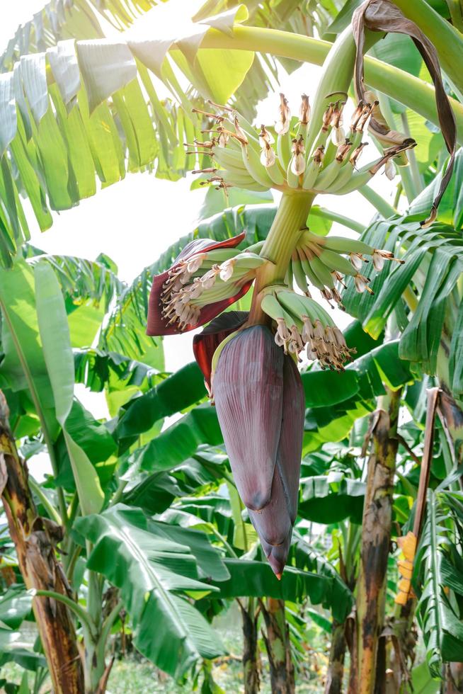 Banana head or flower of a banana tree. photo