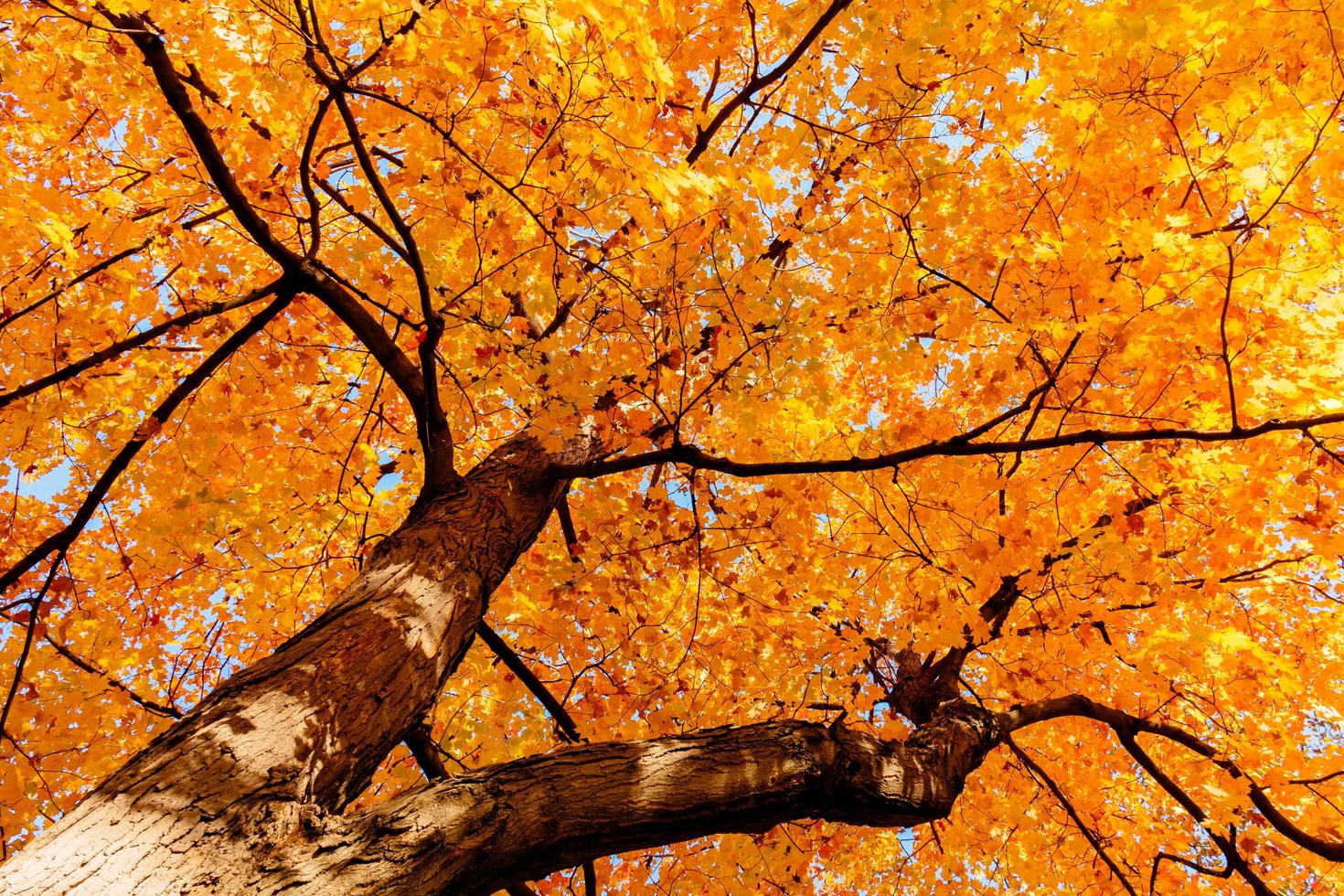 Yellow leaves and branches in Autumn photo