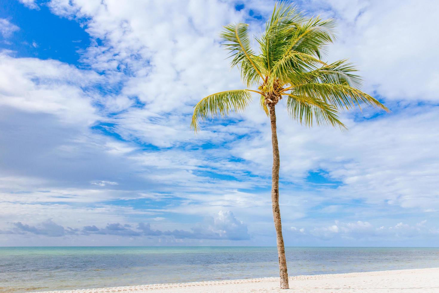 Coconut tree on a white sand beach. photo