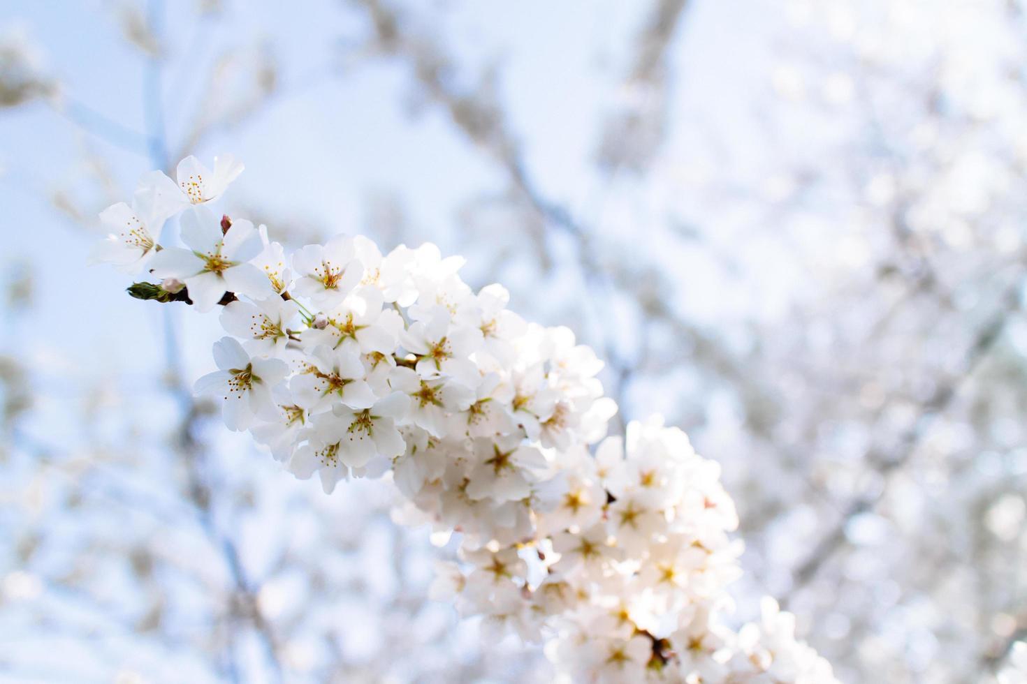 Cherry Blossoms at Tidal Basin. photo