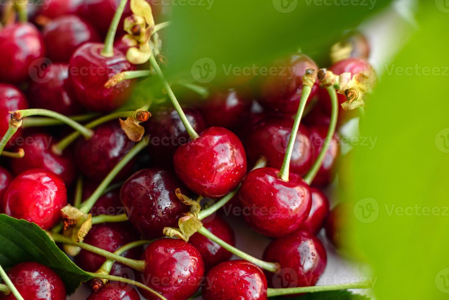 Fresh delicious red bright cherry berries torn in the summer garden photo