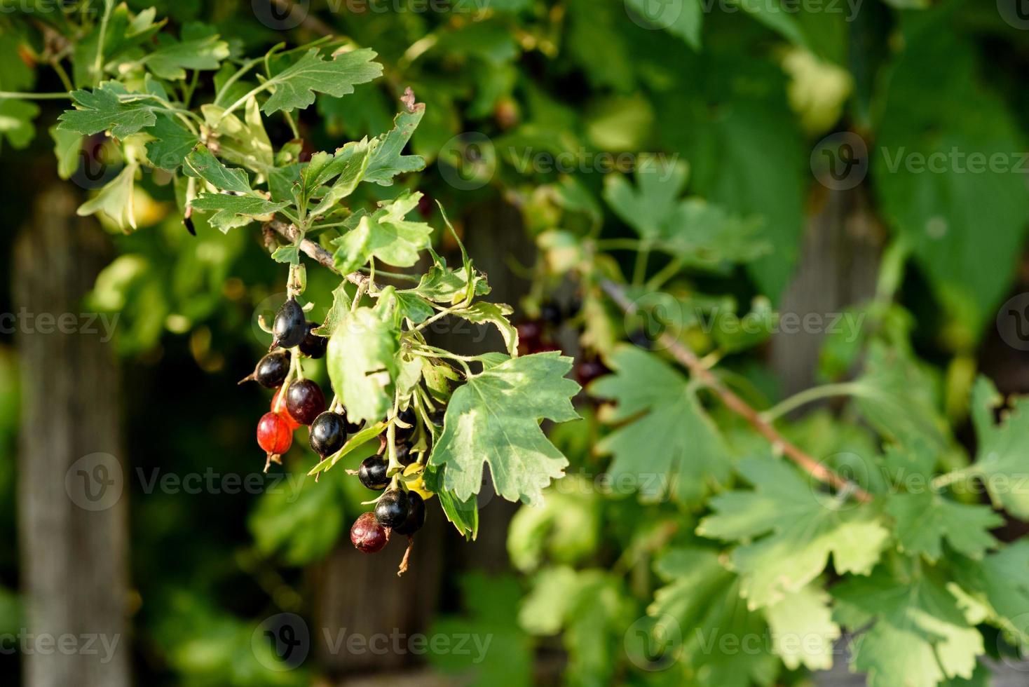 Hermosas frutas maduras de grosella negra en una rama de arbusto foto