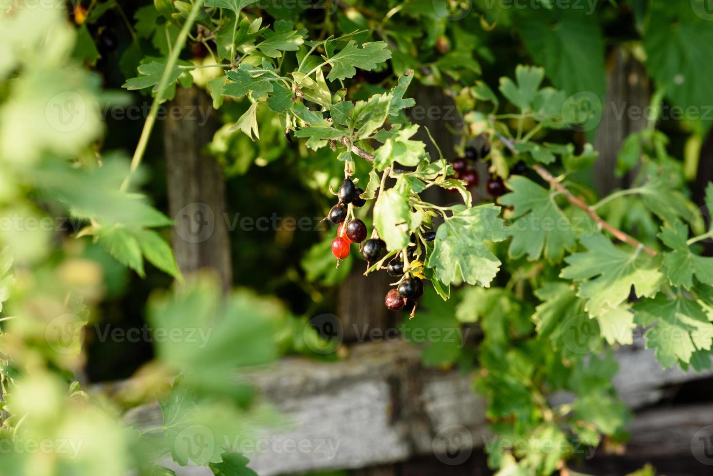 Hermosas frutas maduras de grosella negra en una rama de arbusto foto