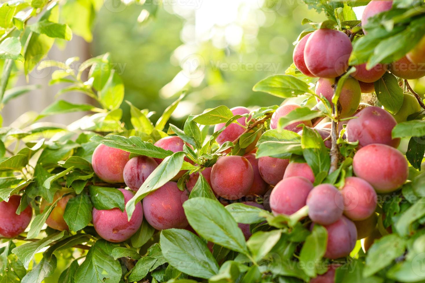 Beautiful ripe red plum fruits on a tree branch photo