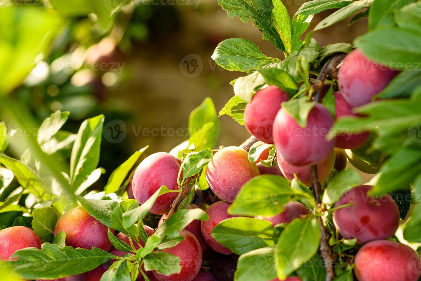 Hermosos frutos de ciruela roja madura en la rama de un árbol foto