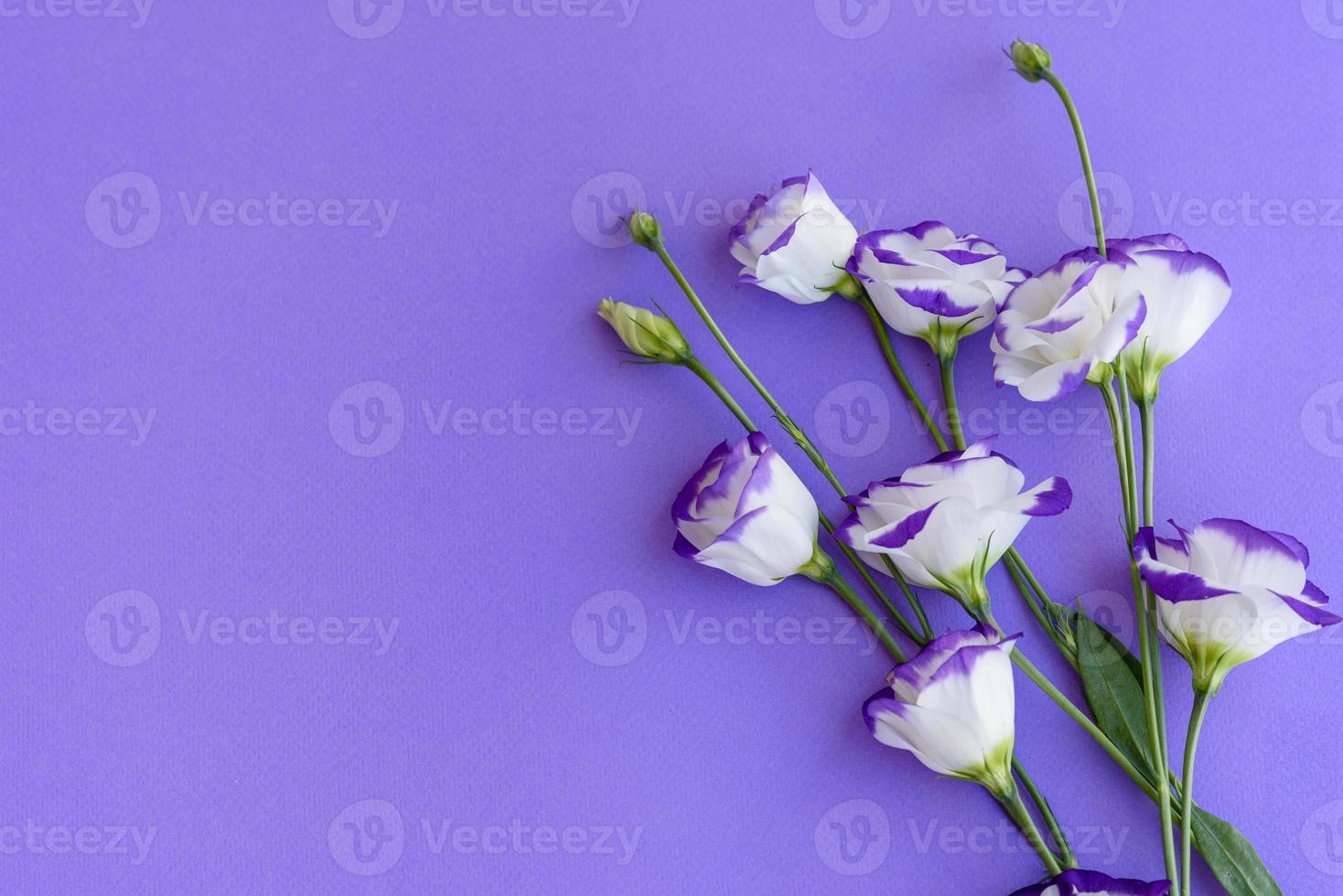 un ramo de hermoso eustoma morado recién cortado foto