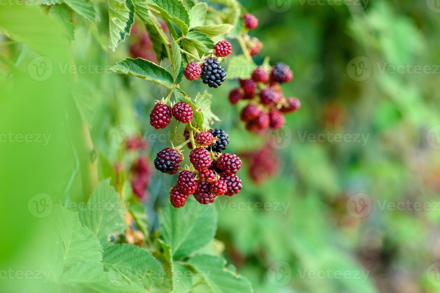 Wild blackberry bush with black and red berries photo