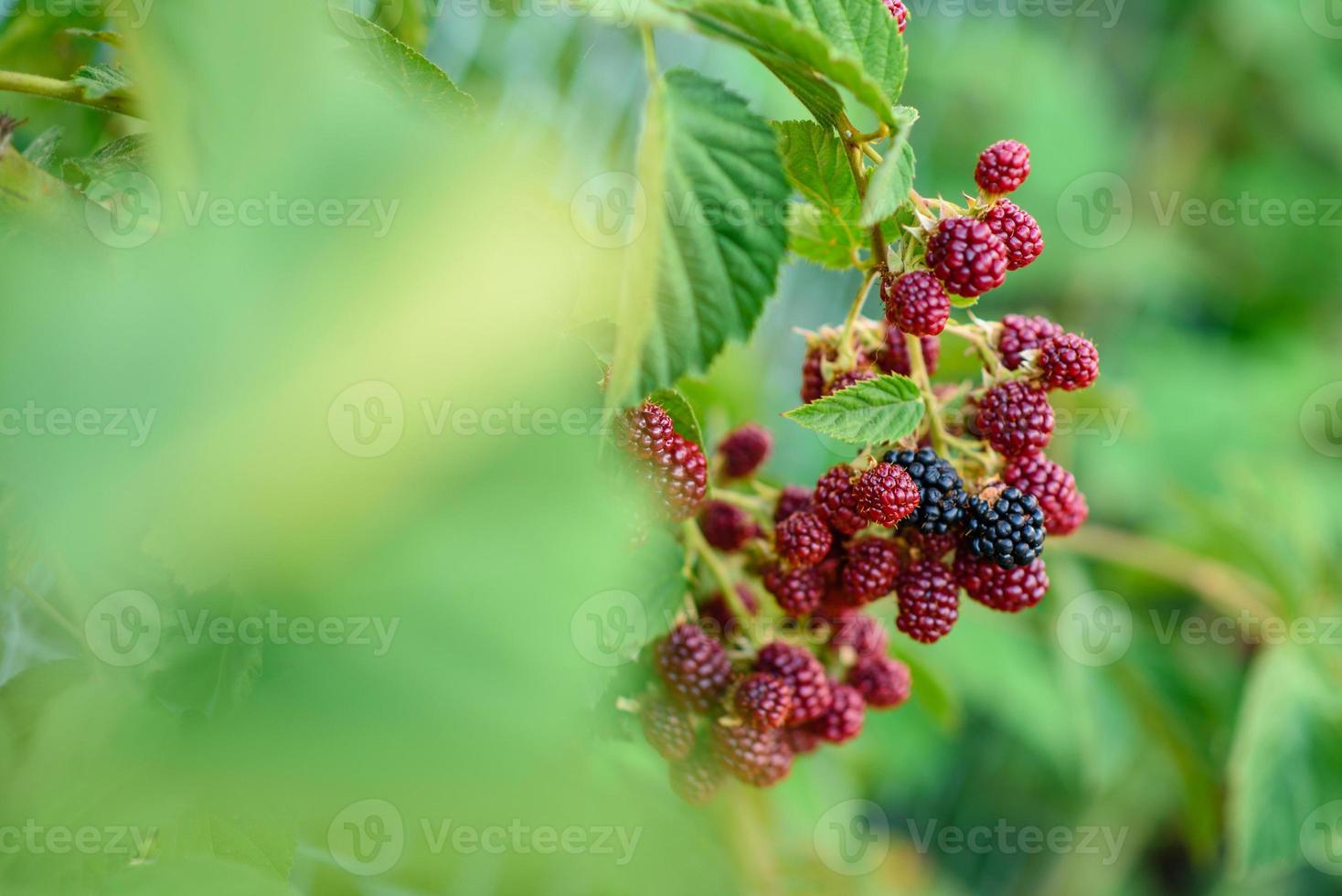 Wild blackberry bush with black and red berries photo