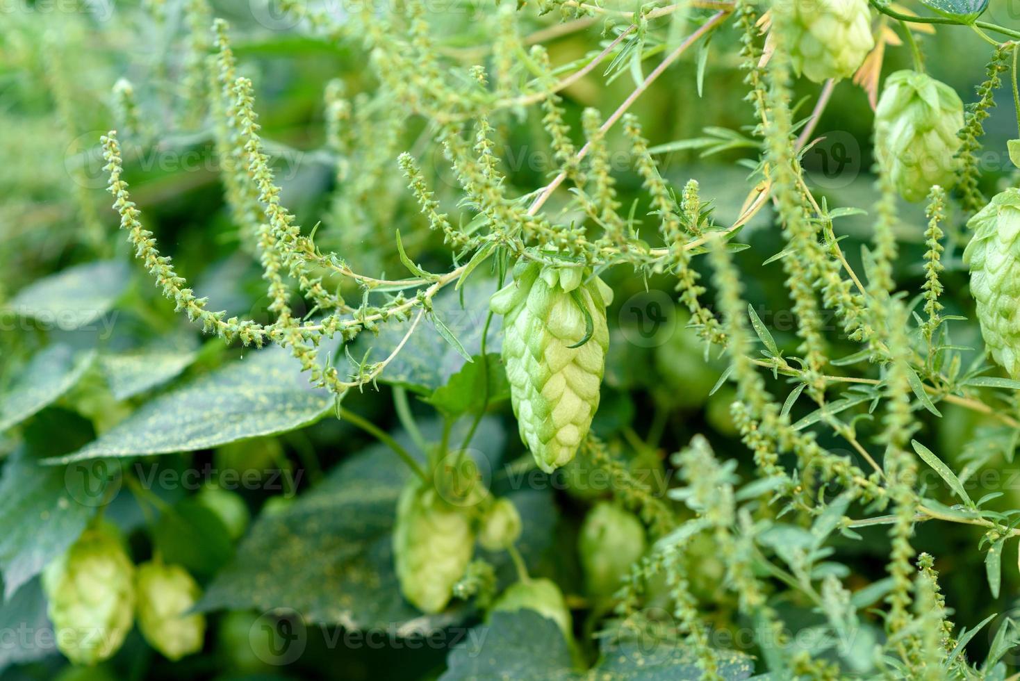 Conos de lúpulo verde fresco para hacer cerveza y pan closeup foto