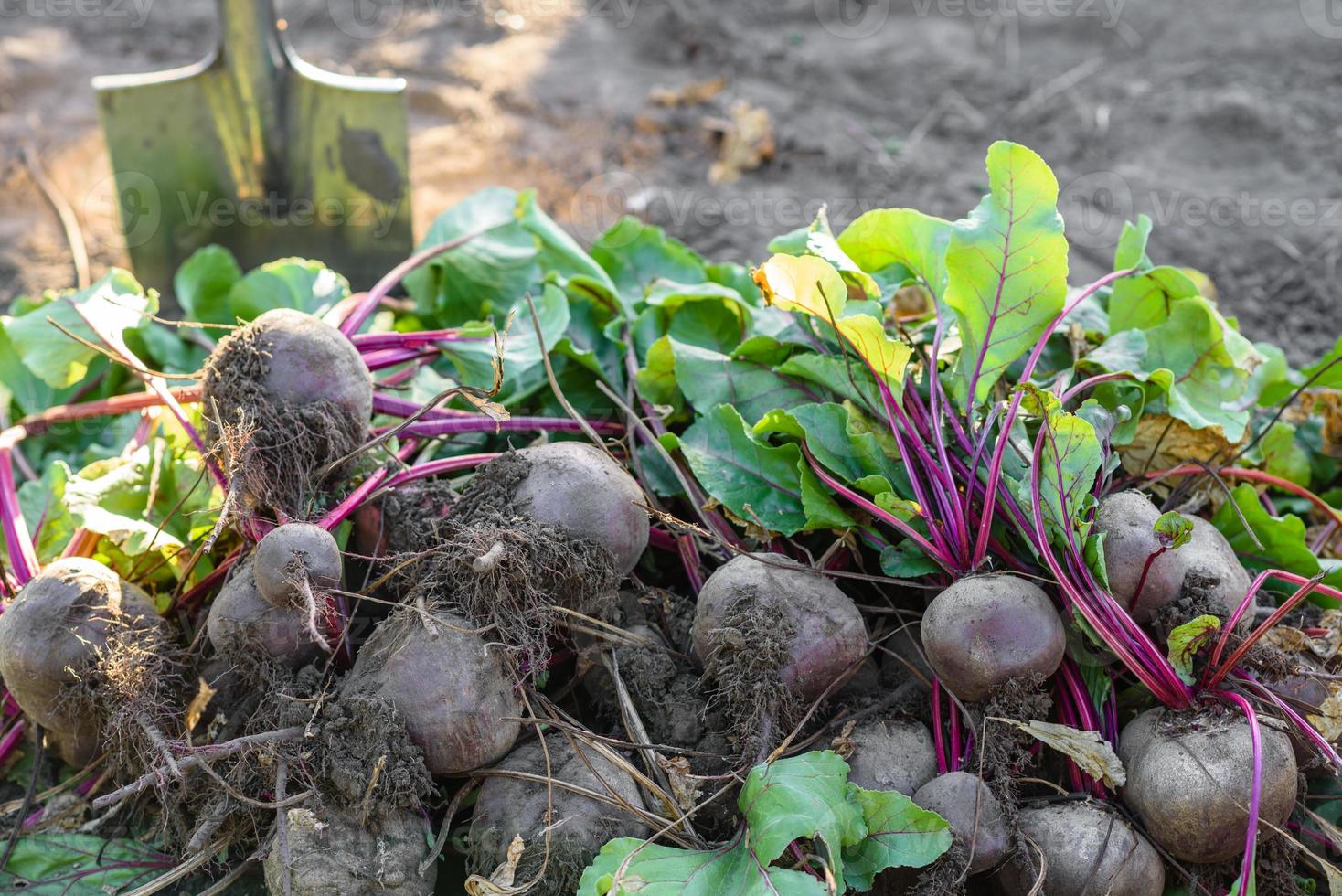 Fresh harvested beets on the ground in the garden on the planting bed photo