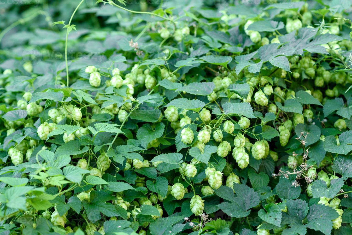 Conos de lúpulo verde fresco para hacer cerveza y pan closeup foto