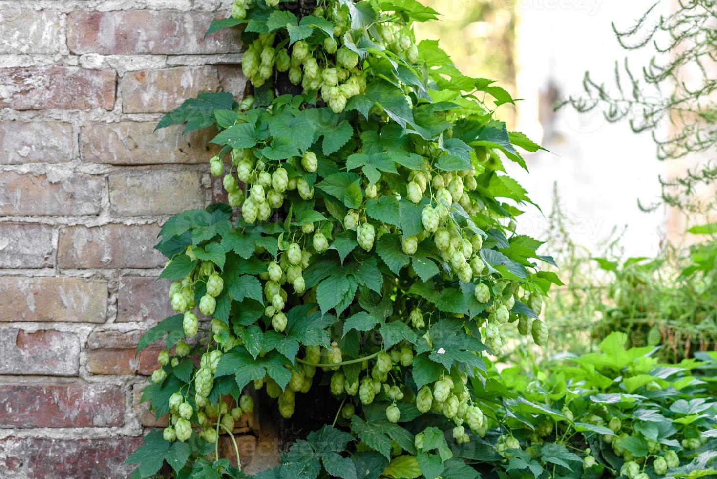 Green fresh hop cones for making beer and bread closeup photo