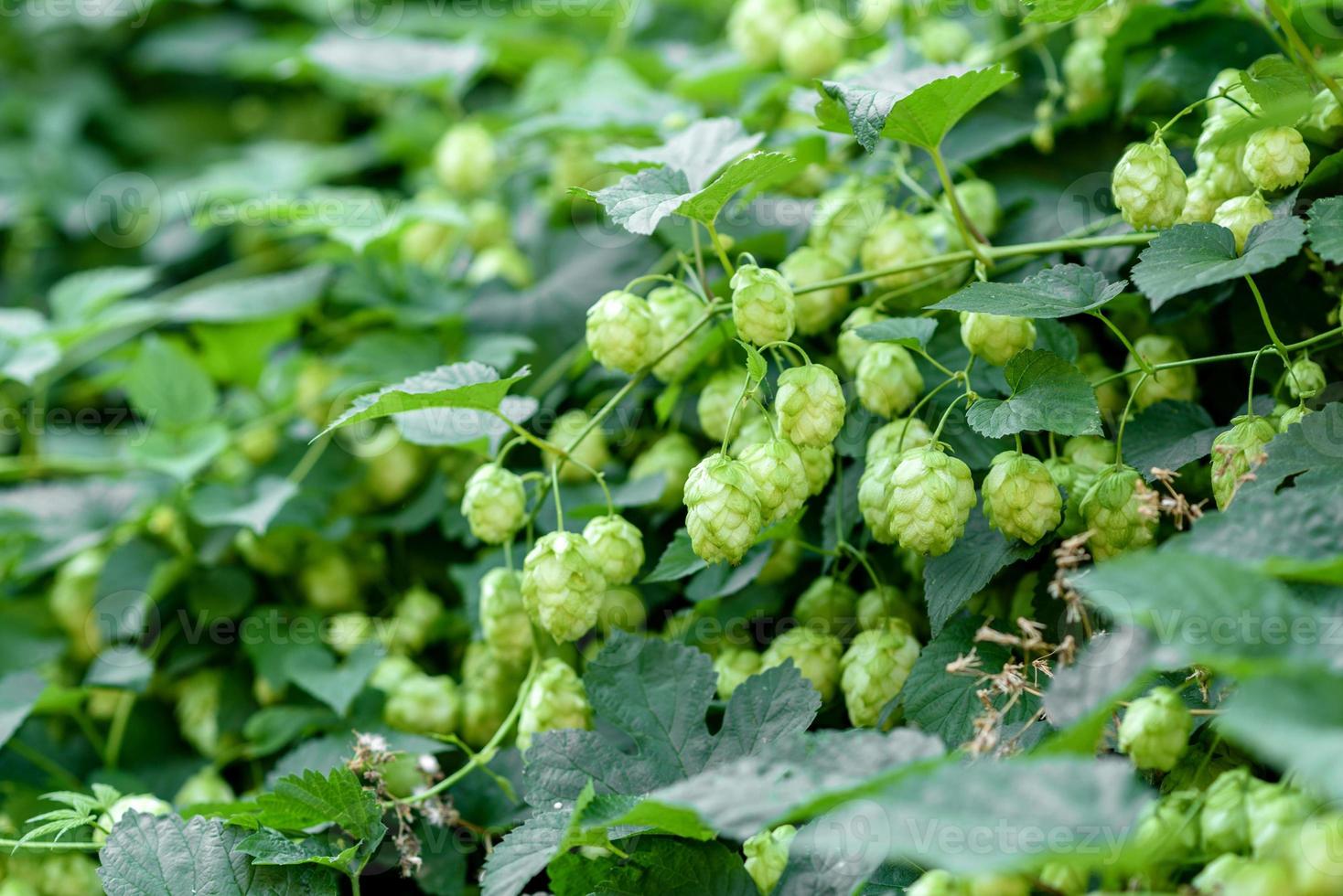 Conos de lúpulo verde fresco para hacer cerveza y pan closeup foto