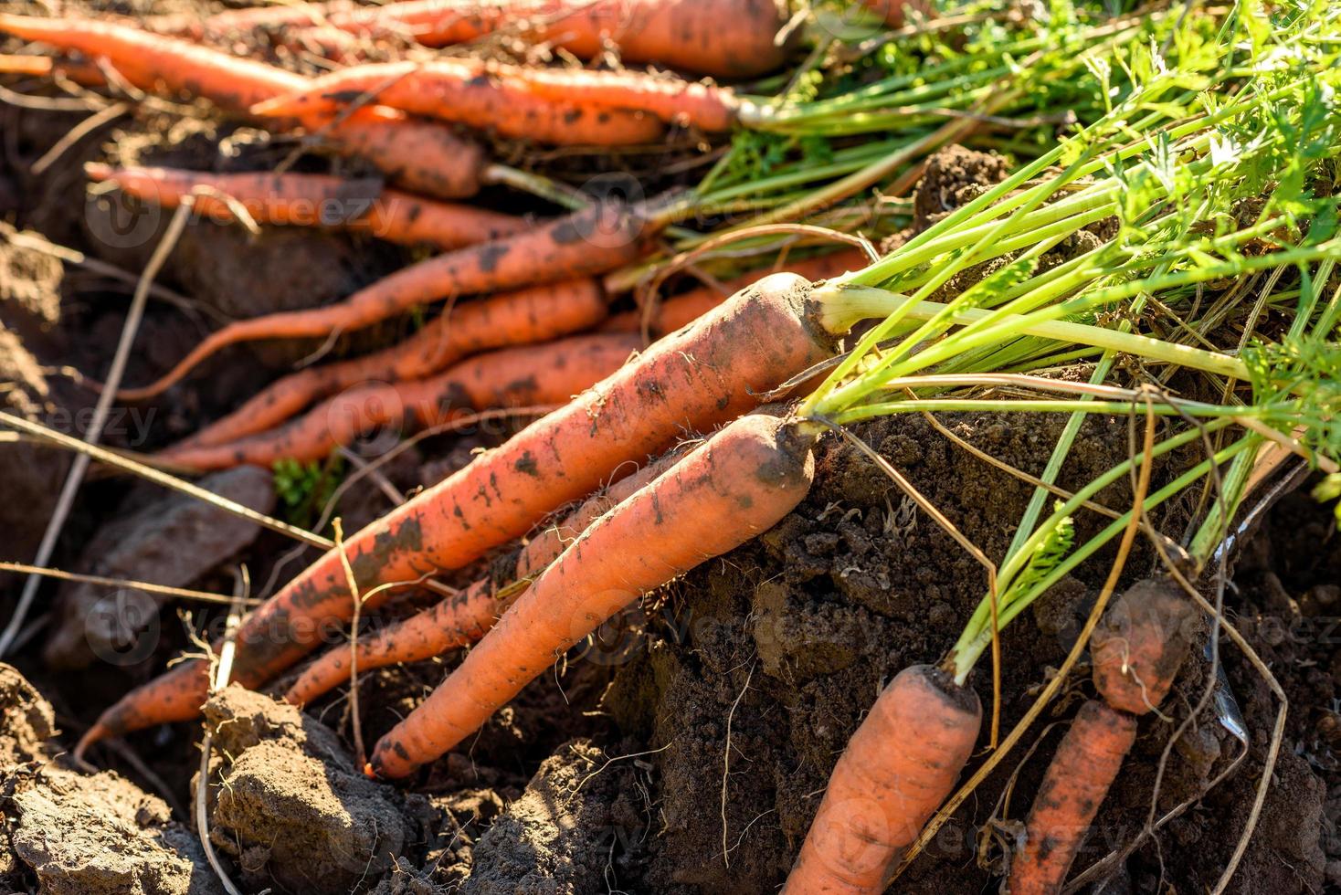 zanahorias frescas cosechadas en el suelo en el jardín foto