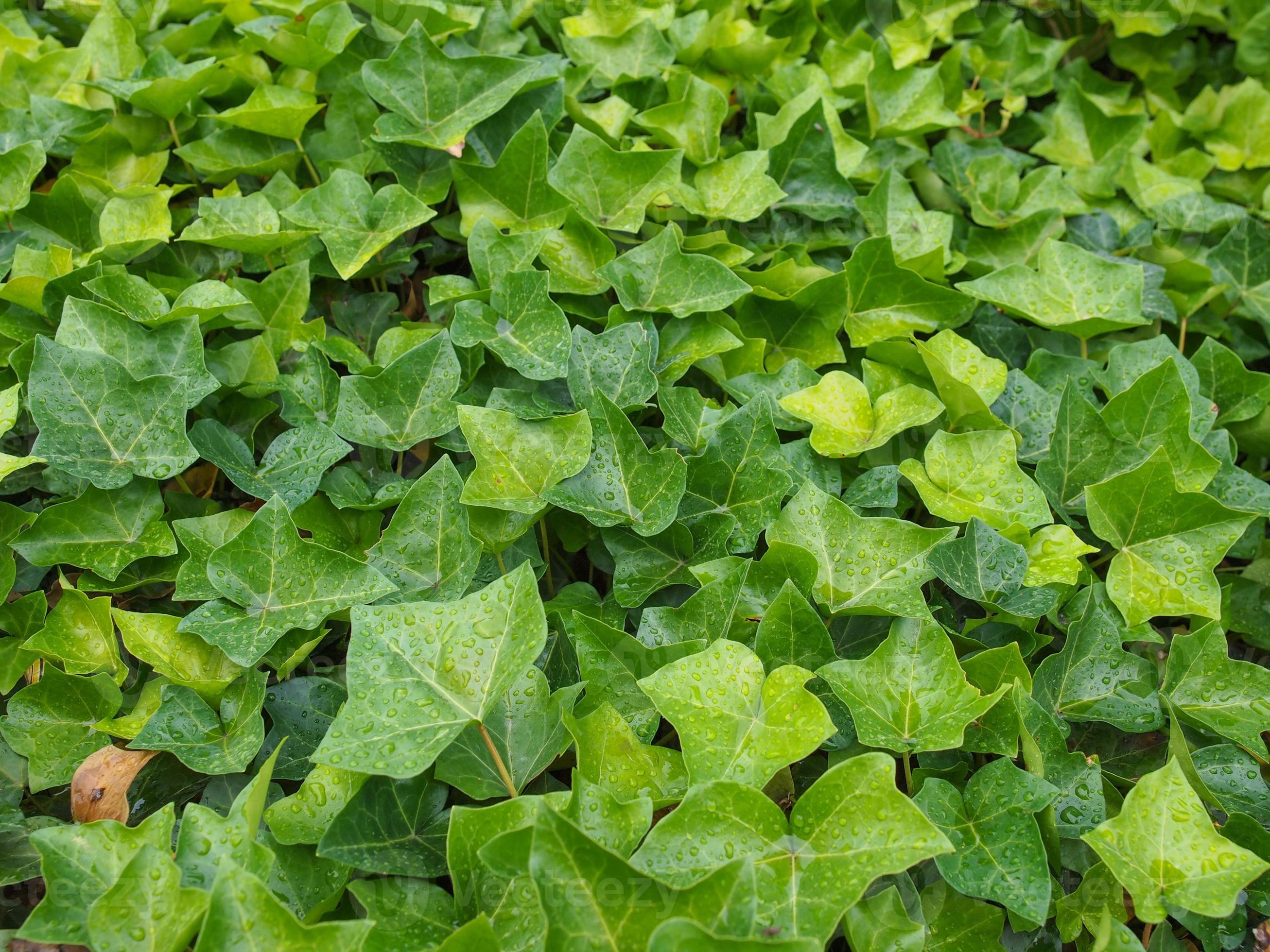 Green ivy background 3156938 Stock Photo at Vecteezy