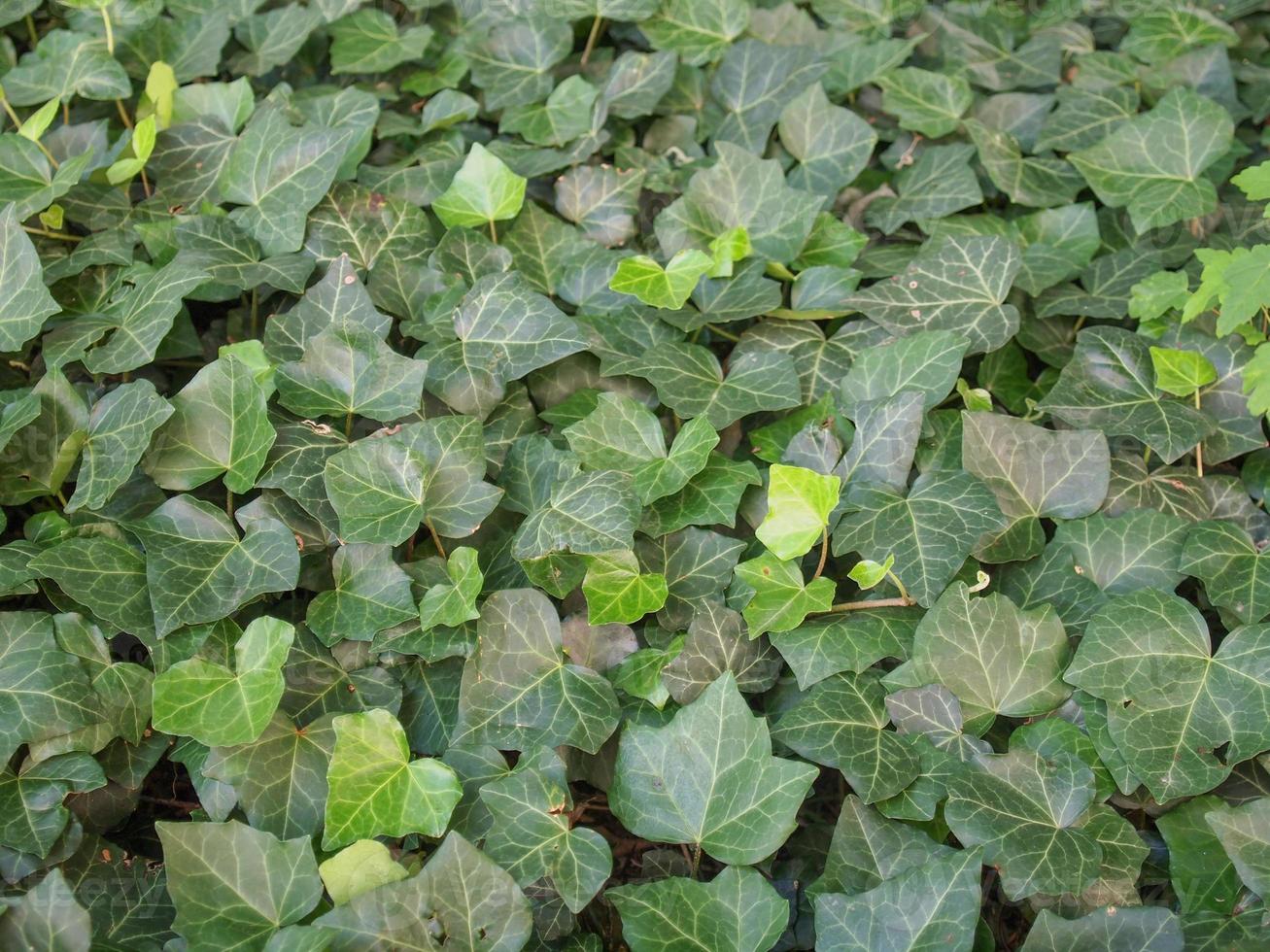 Green ivy background photo