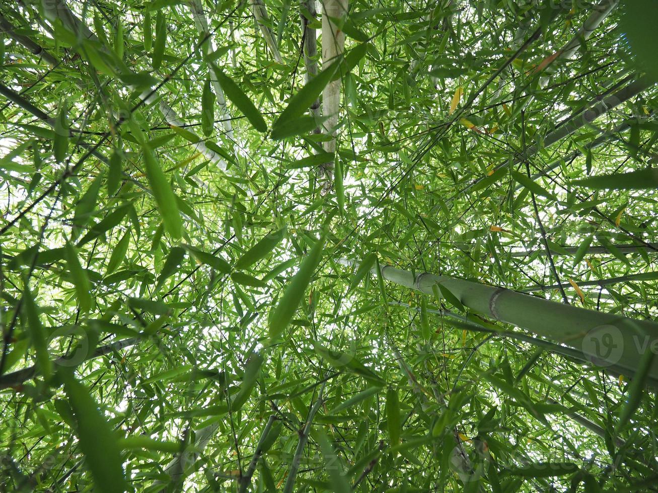 perspectiva del árbol de bambú foto