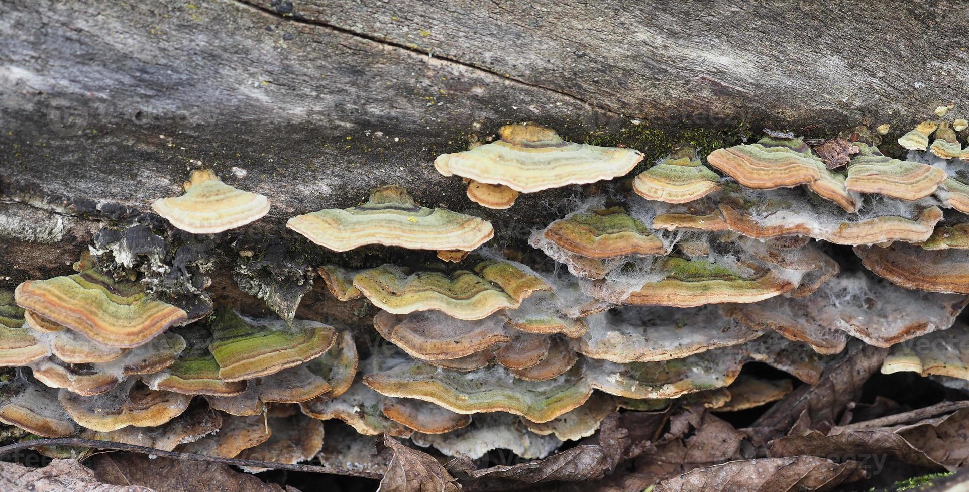 Polypores bracket fungi photo