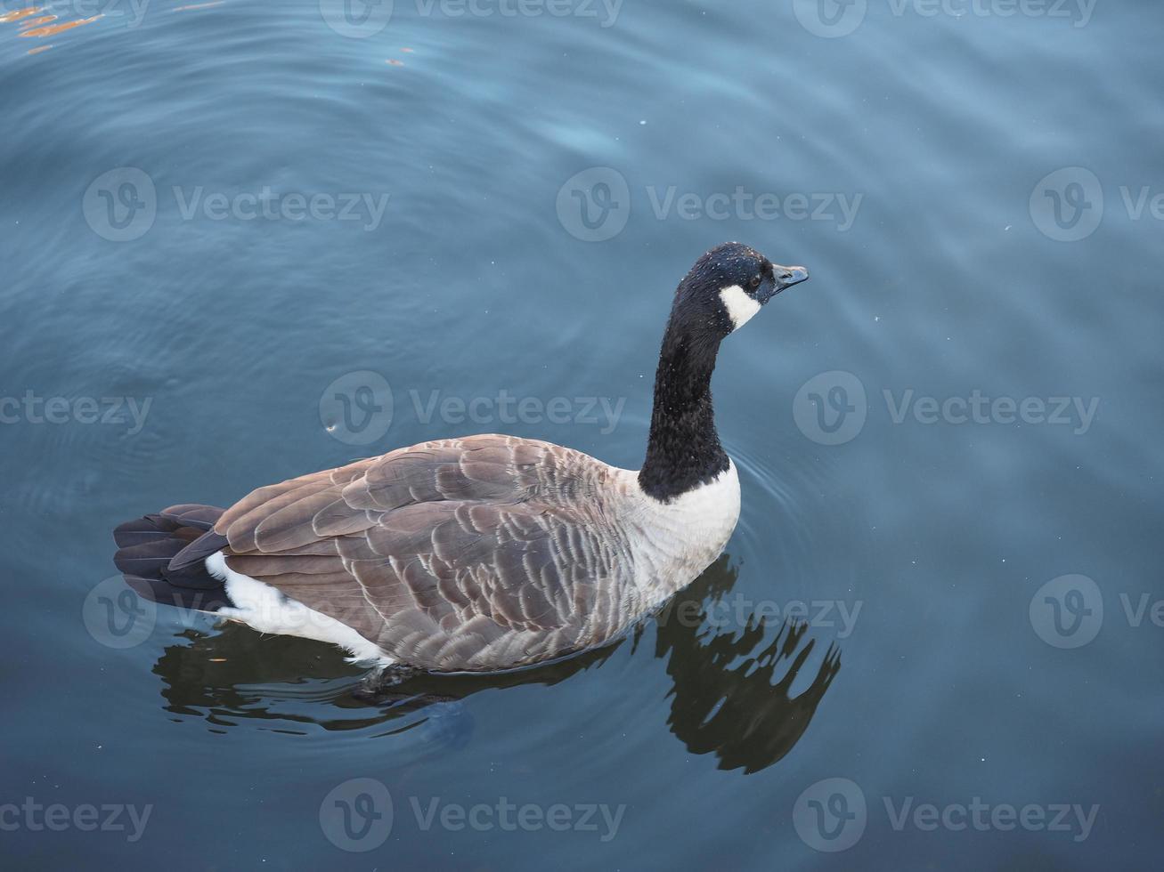 Goose bird in a pond photo