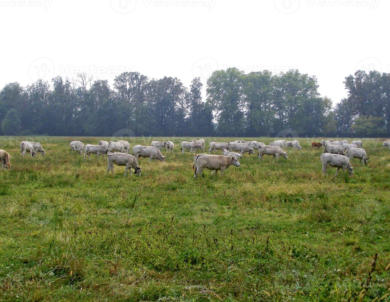 vacas en un prado foto