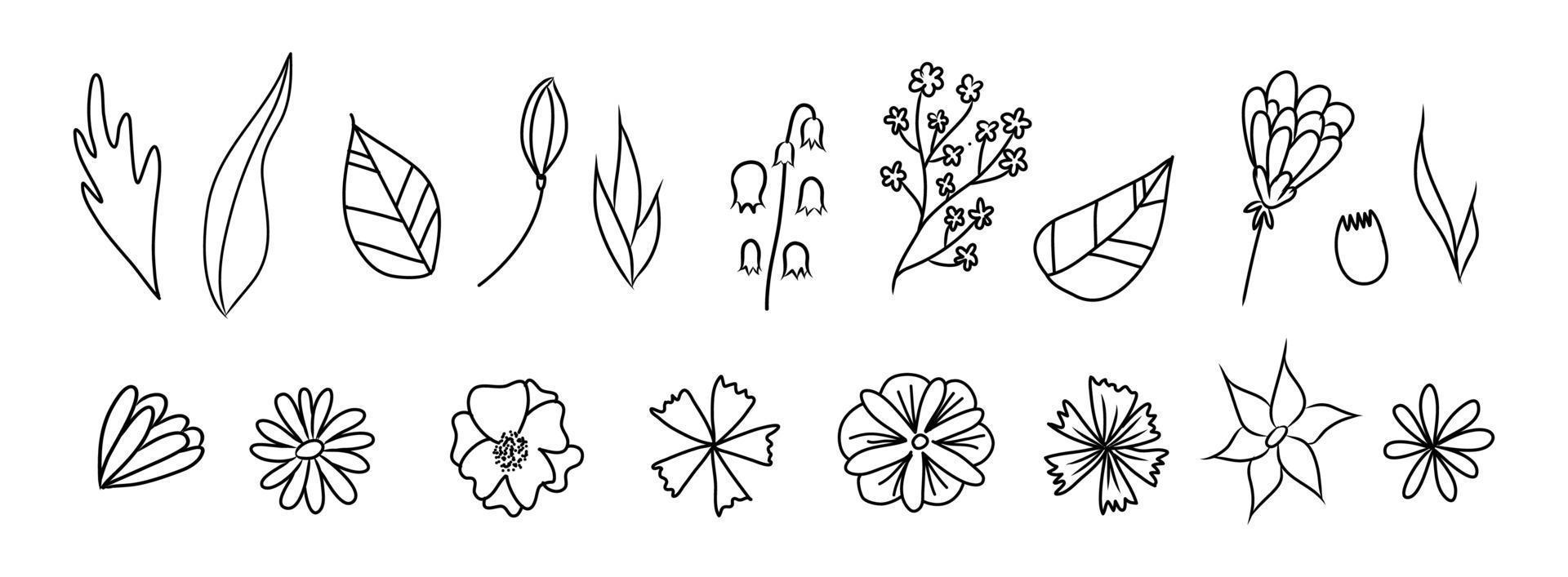 Set of vector vintage floral elements.