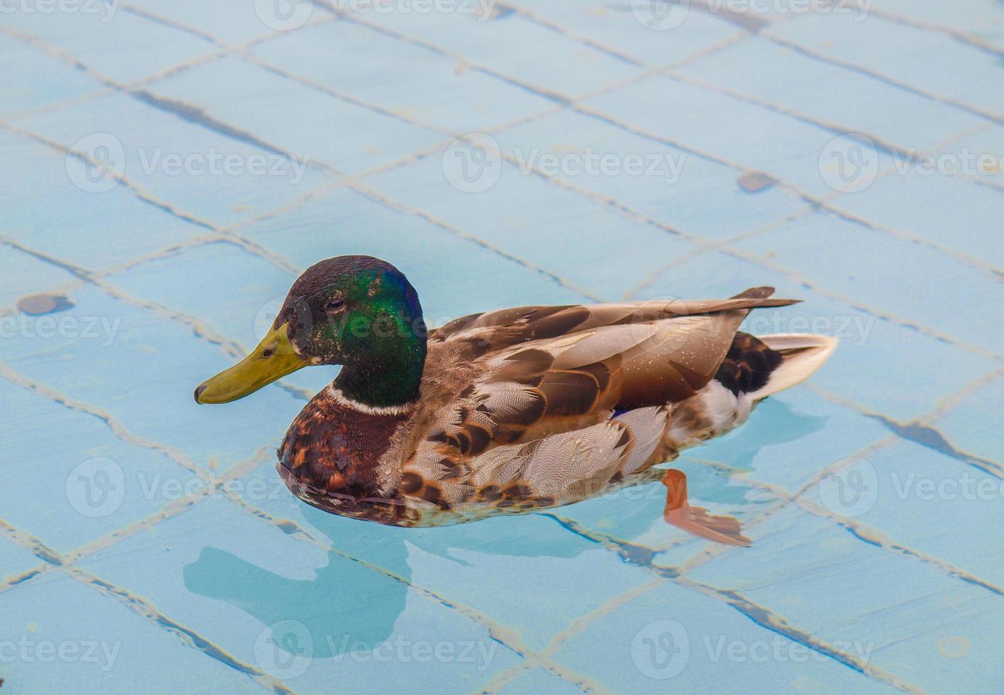 Duck bird in pool photo