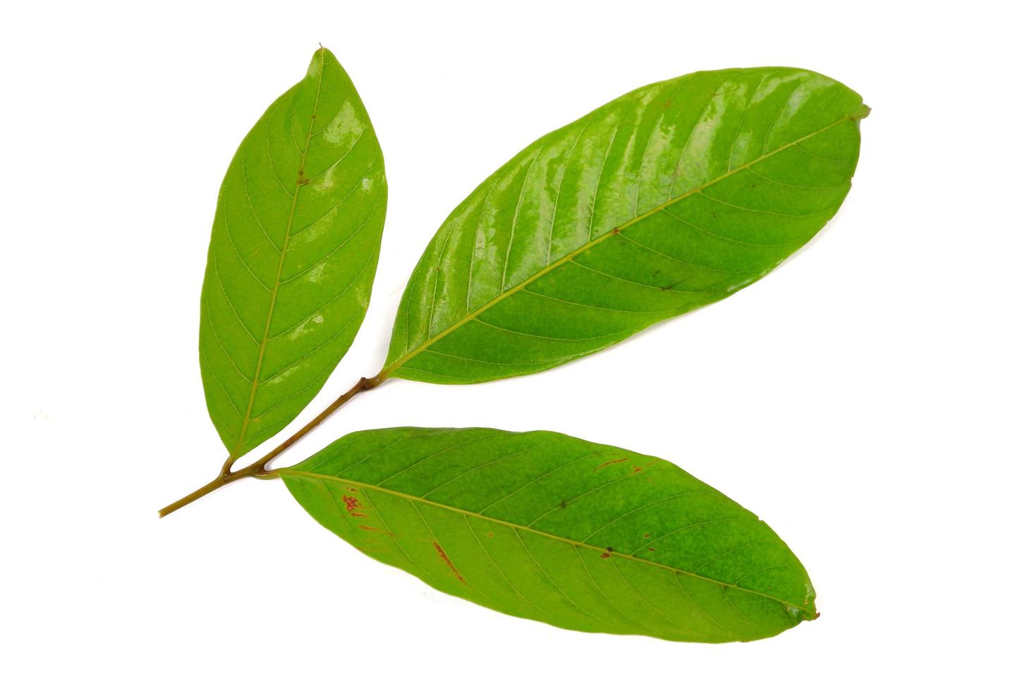 Rambutan leaves isolated on a white background photo