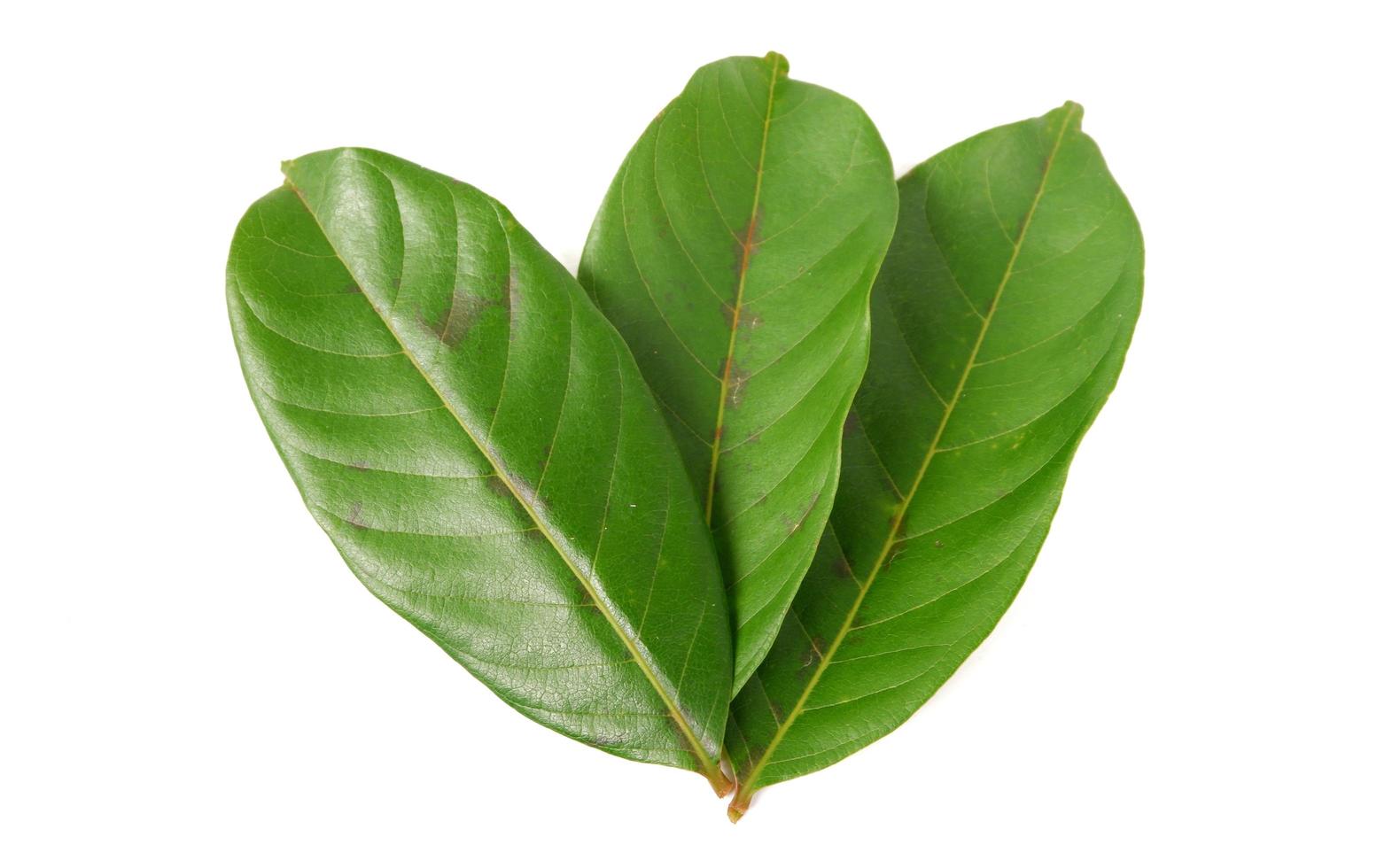 Rambutan leaves isolated on a white background photo