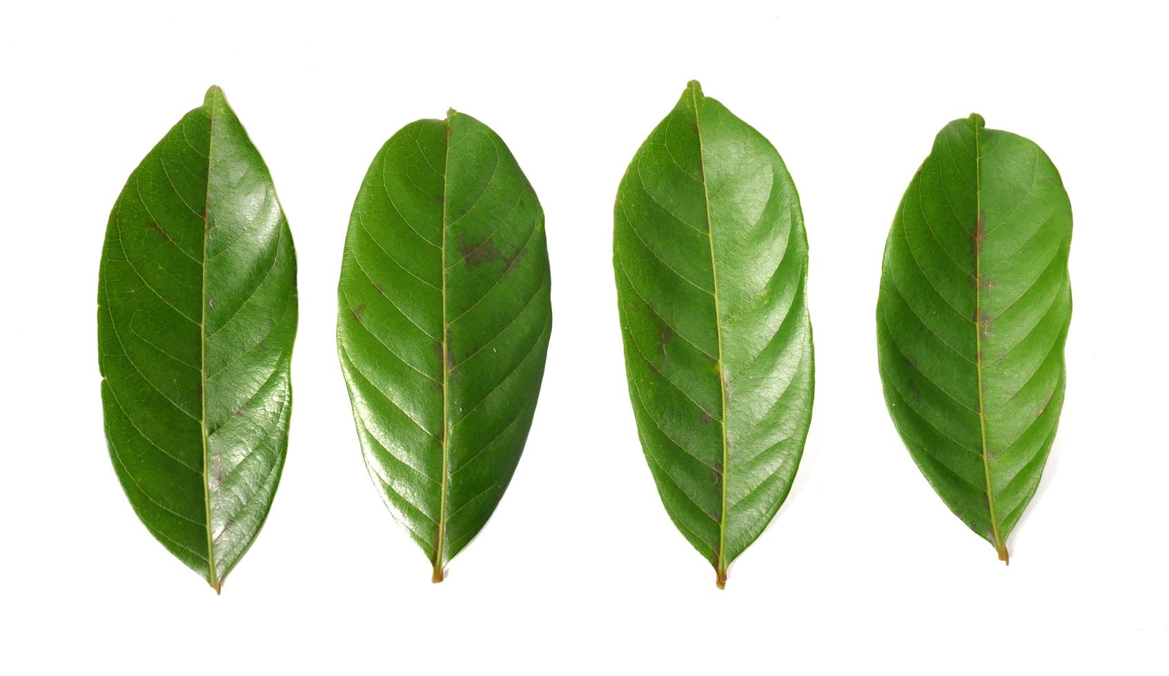 Rambutan leaves isolated on a white background photo