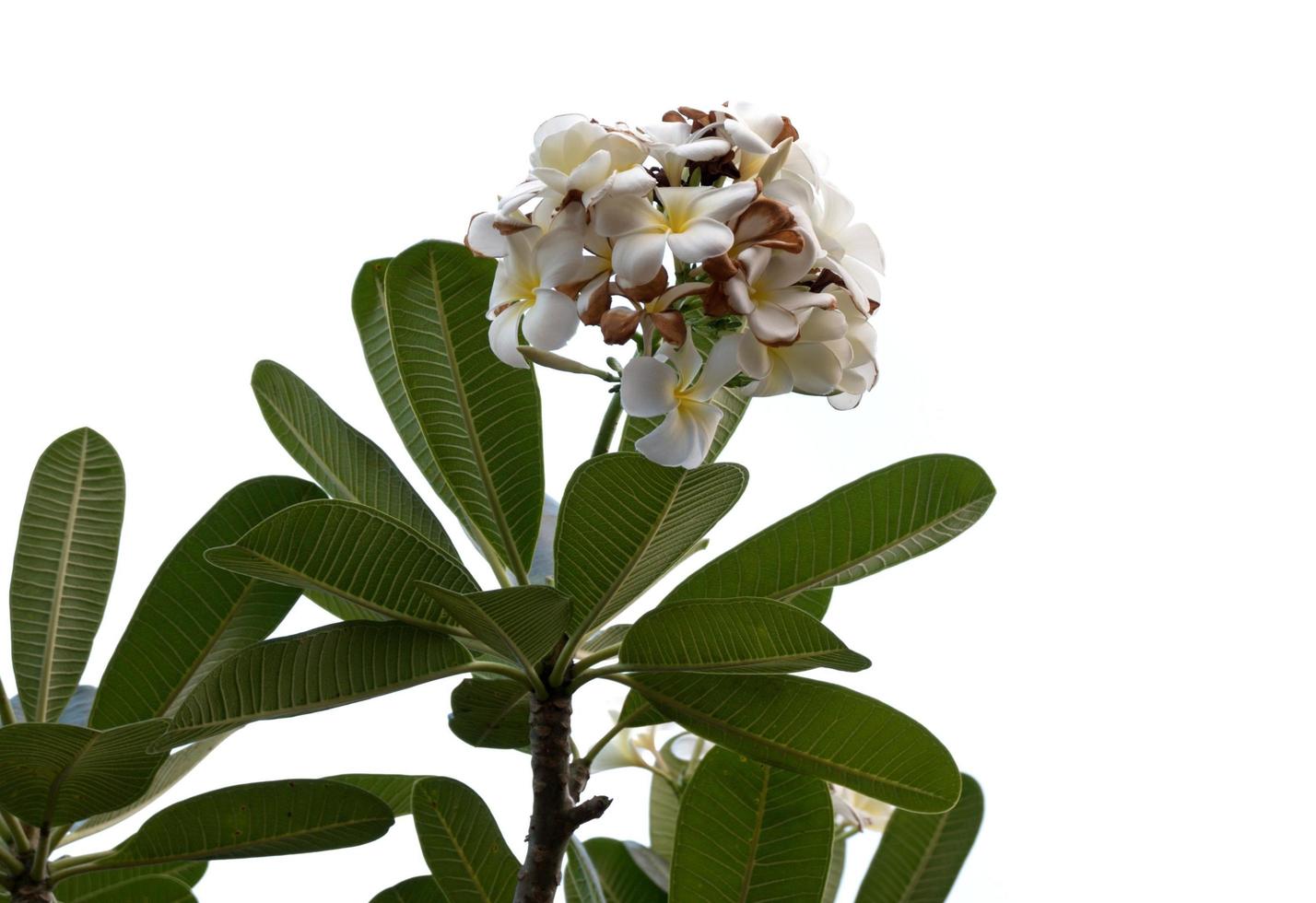 Flor de frangipani aislado sobre un fondo blanco. foto