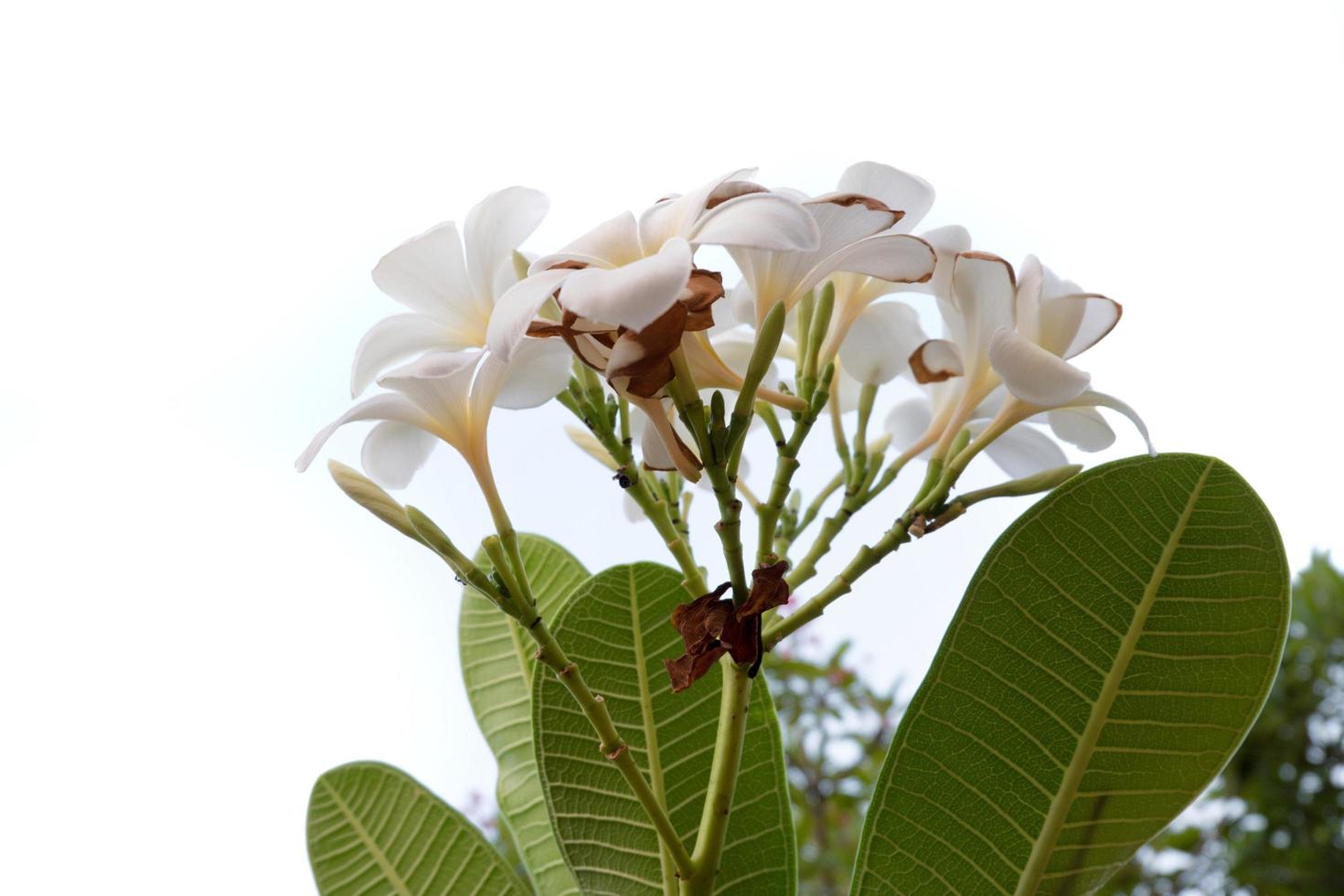 Flor de frangipani aislado sobre un fondo blanco. foto