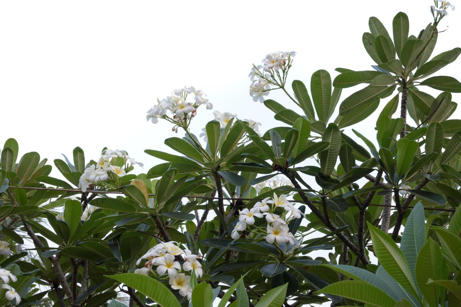 Flor de frangipani aislado sobre un fondo blanco. foto