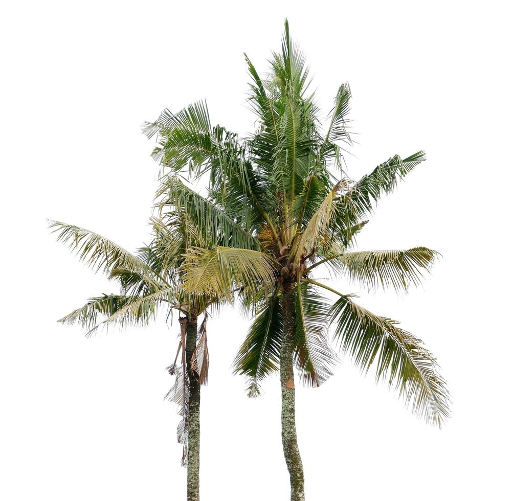 Coconut tree isolated on a white background photo