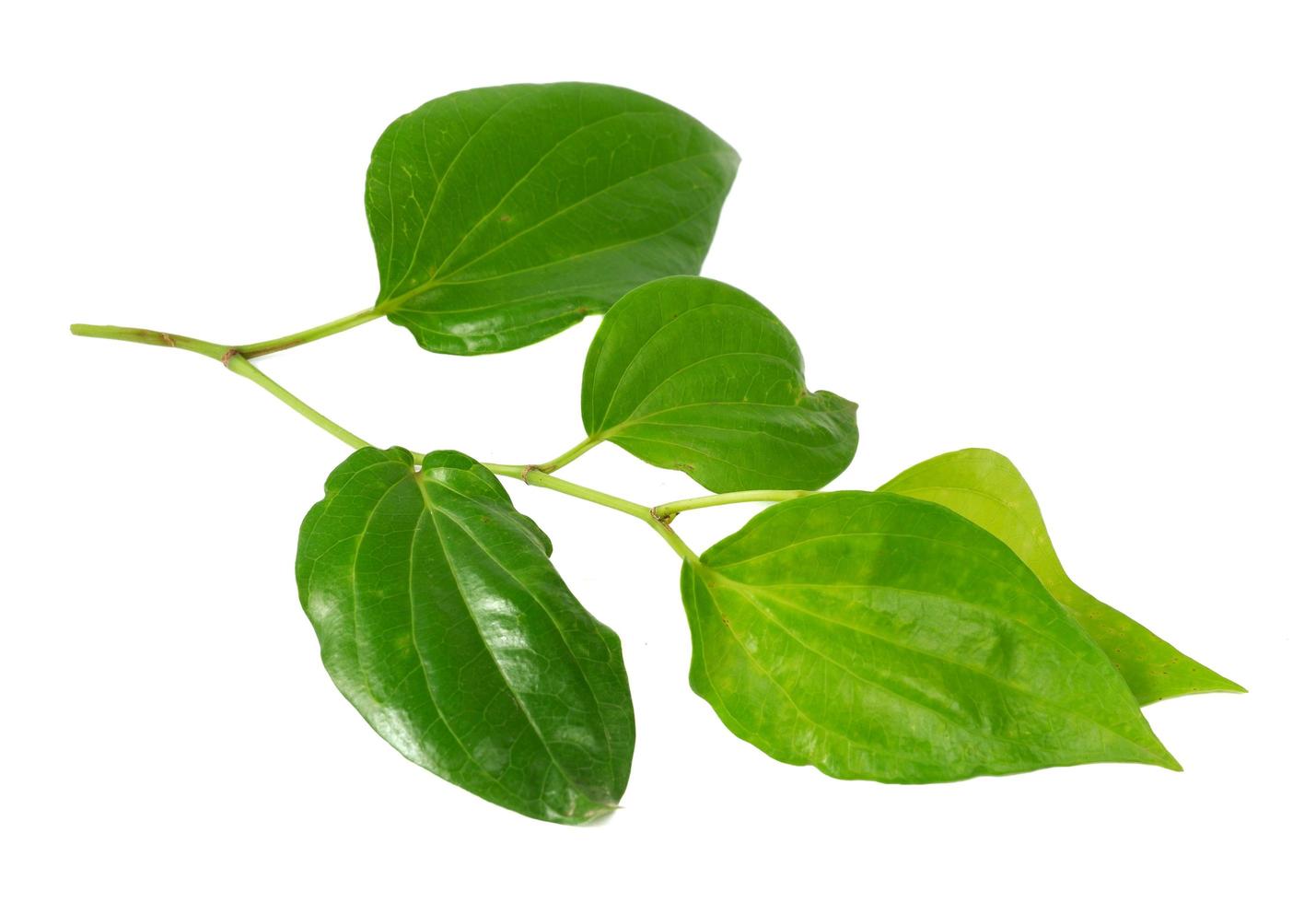 Betel leaf isolated on a white background photo