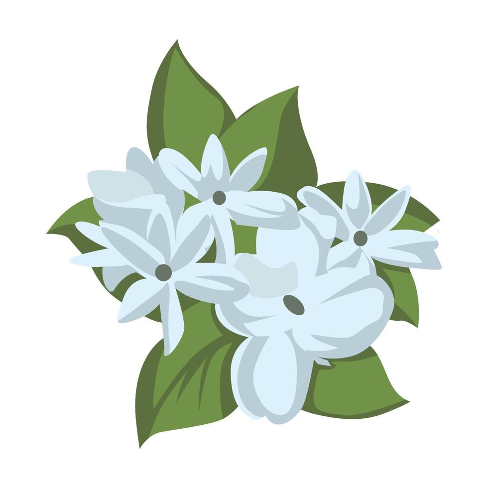 Jasmine Flower color clip art Design vector