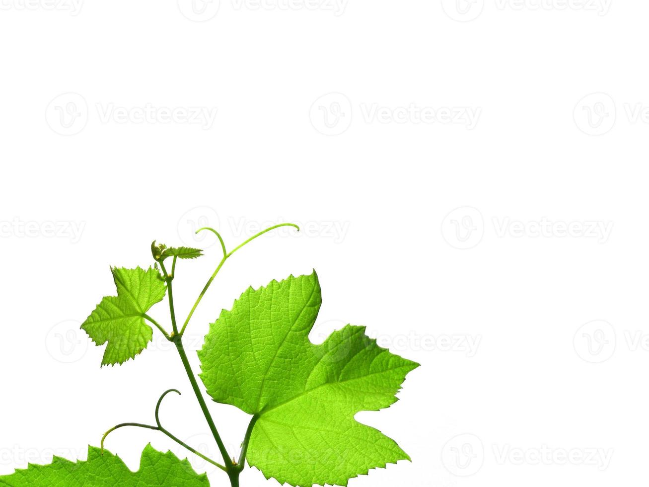 Grapevine with copy space photo