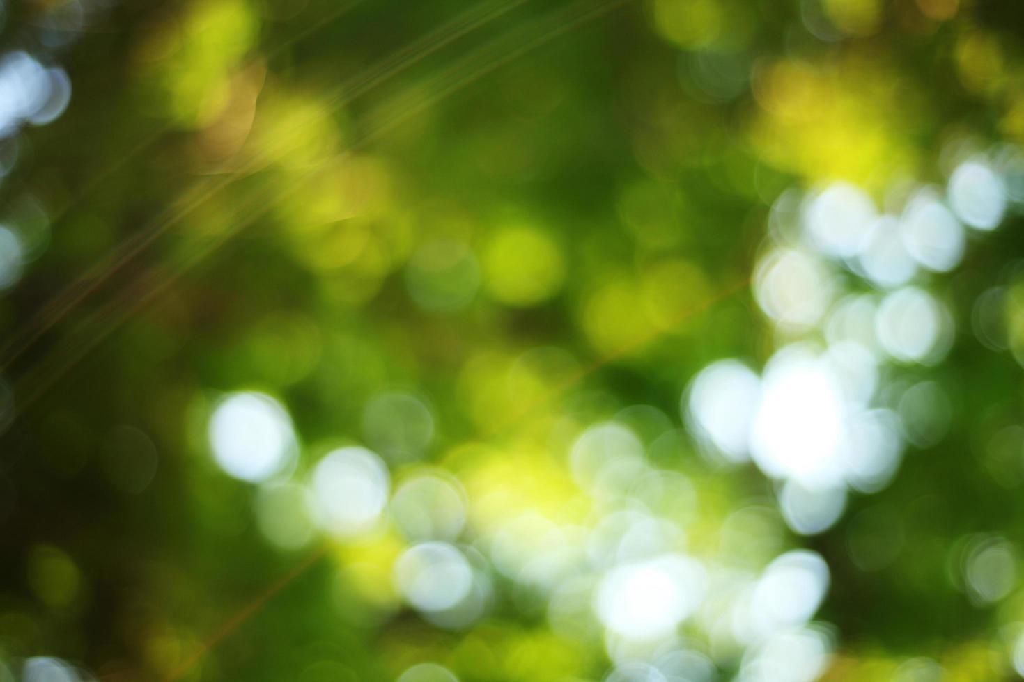 desenfoque de fondo del árbol y el cielo foto