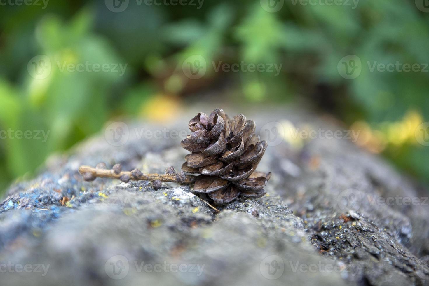 The pine cone lies out of focus on the tree photo