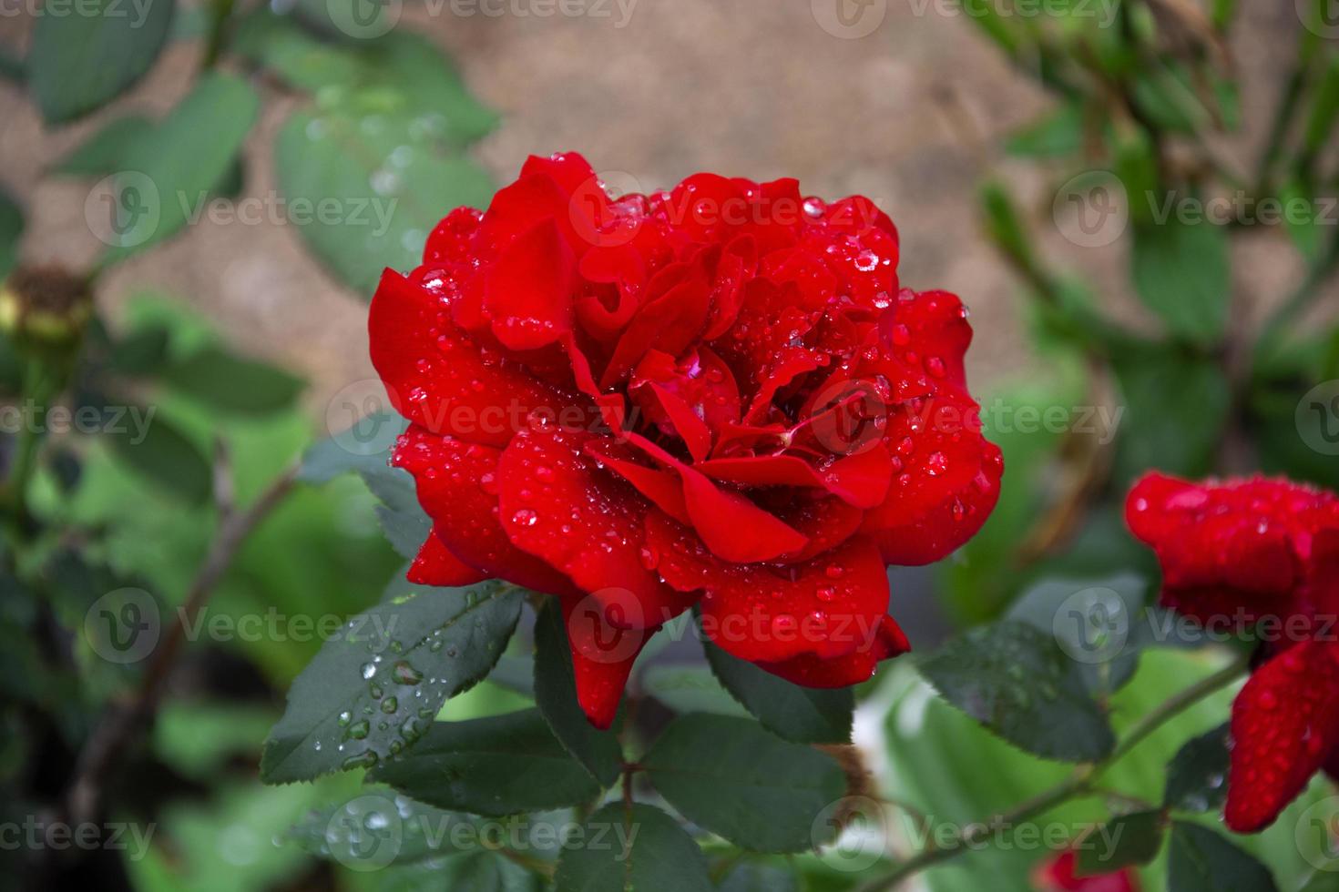 rosal floreciente en el jardín en verano foto