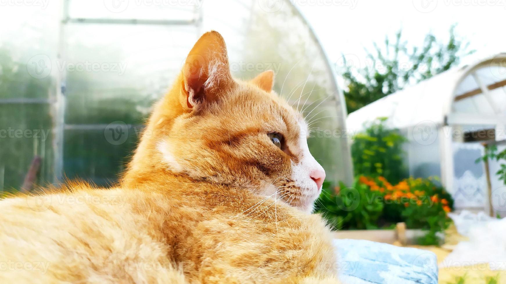 Cute portrait of a domestic tabby cat photo