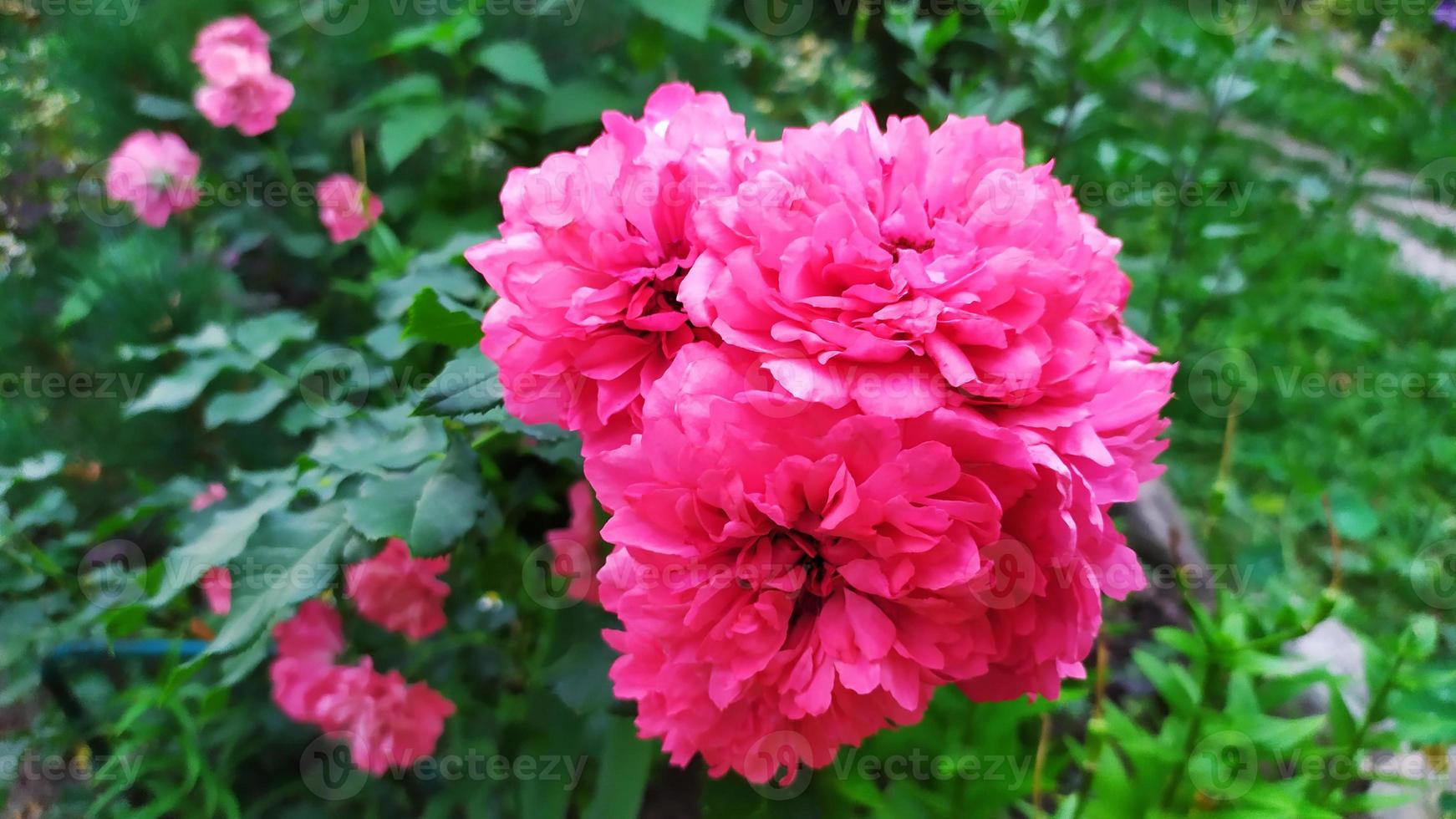 Rose shrub during flowering in the garden photo